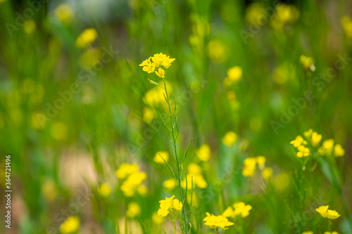 Botanical collection of culinary plants and herbs, yellow or white mustard plant