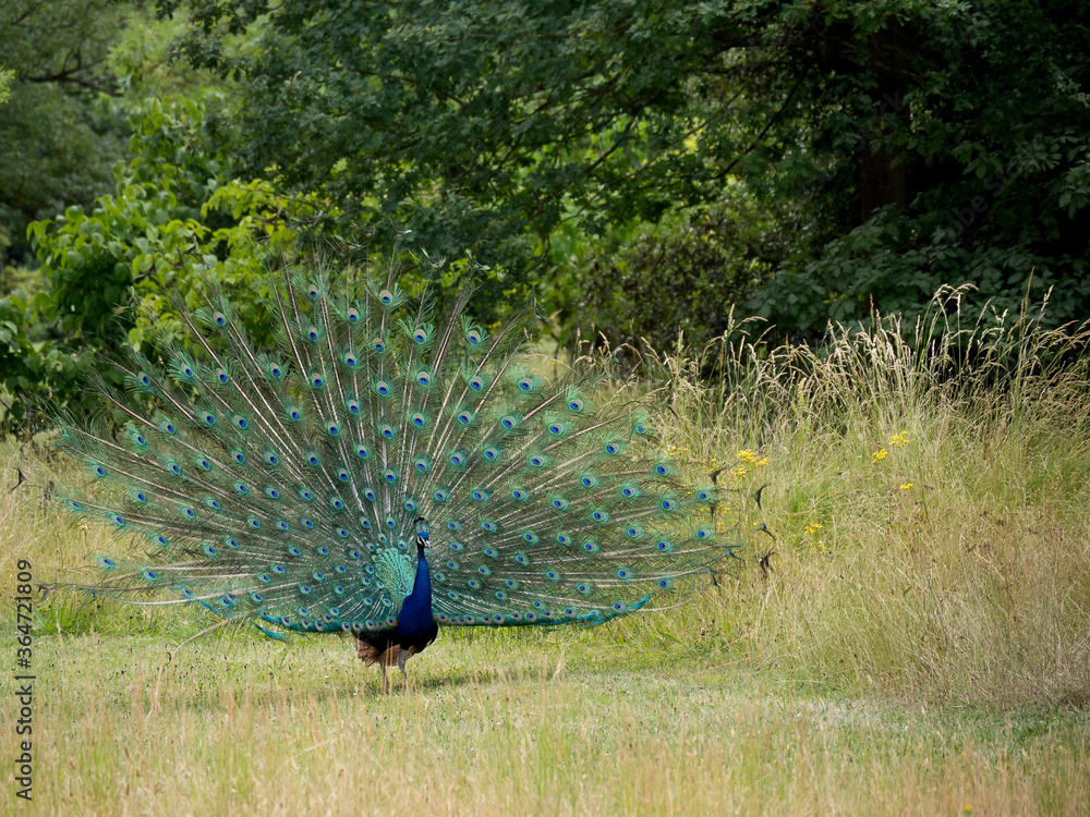 Obraz premium Paon faisant la roue