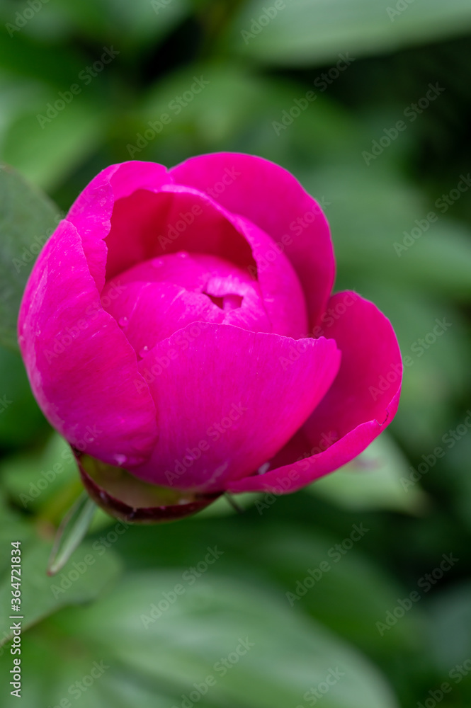 Blossom of pink peony flowers Blossom of pink peony flowers
