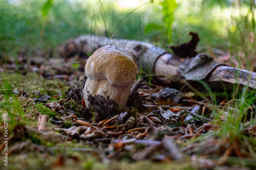 King of edible mushrooms, boletus edulis porcini cepe growing in forest © barmalini