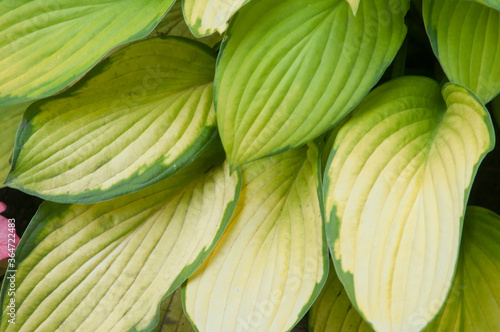 Hosta plant in a garden