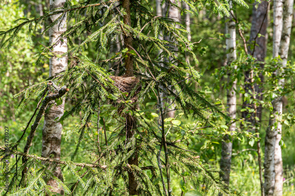 Fototapeta premium thrush nest on spruce in the forest. Birds of Russia forests.