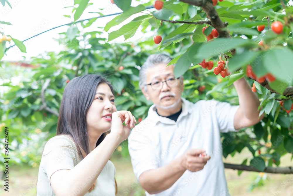 親子でサクランボ狩り