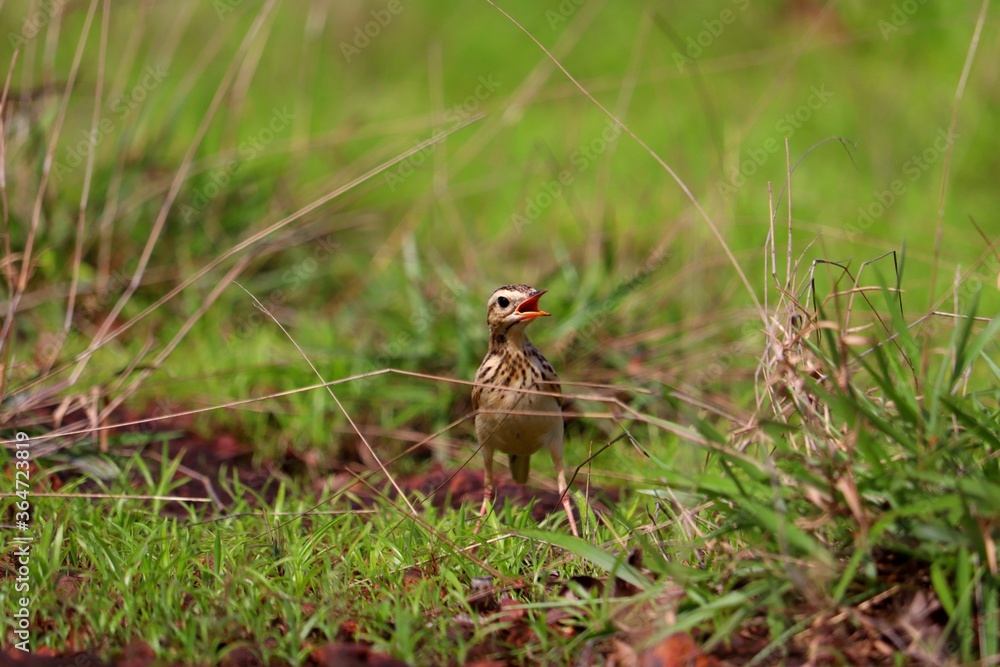 A small bird grazing on a green grass plate.its a beautiful pipit.The pipits are a cosmopolitan genus, Anthus, of small passerine birds with medium to long tails. Along with the wagtails and longclaws A small bird grazing on a green grass plate.its a beautiful pipit.The pipits are a cosmopolitan genus, Anthus, of small passerine birds with medium to long tails. Along with the wagtails and longclaws