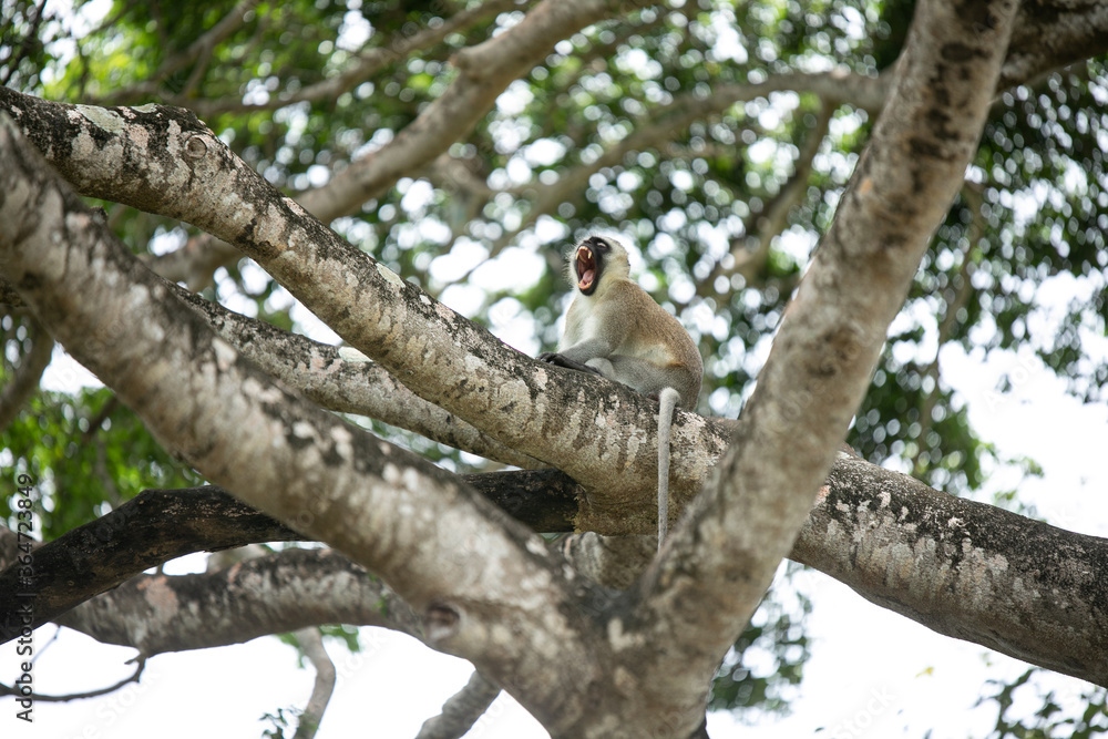 Affe säugetier Afrika Safari entdecken Affe säugetier Afrika Safari entdecken