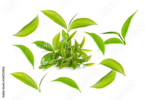 Green tea leaf collection isolated on white background © sangsiripech