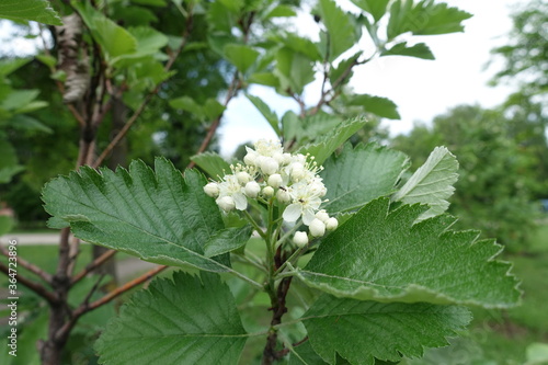 Flowers and buds of Sorbus aria in mid May