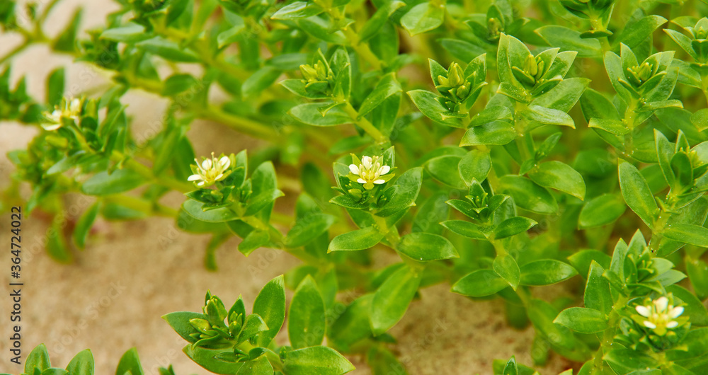 Obraz premium Green flowers Euphorbia