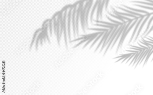Palm leaves shadow silhouettes isolated on background.