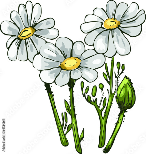 Chamomile or camomile daisy-like plant of family Asteraceae vector illustration. Blooming flowers and green leaves. Matricaria chamomilla, German or Hungarian chamomile kamilla, scented mayweed photo