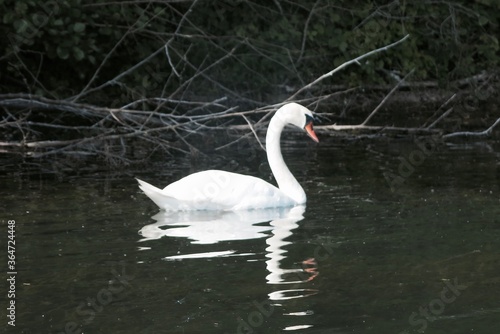 Majestieux signe blanc sur un lac
