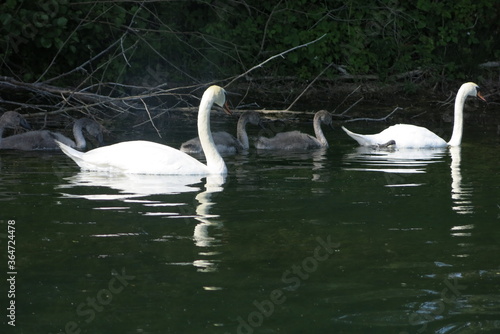 couple de cygnes blancs 