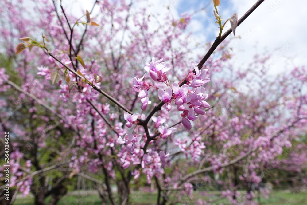 Light pink flowers of Cercis canadensis in May Light pink flowers of Cercis canadensis in May