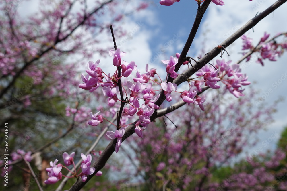 Pastel pink flowers of Cercis canadensis against the sky in May Pastel pink flowers of Cercis canadensis against the sky in May