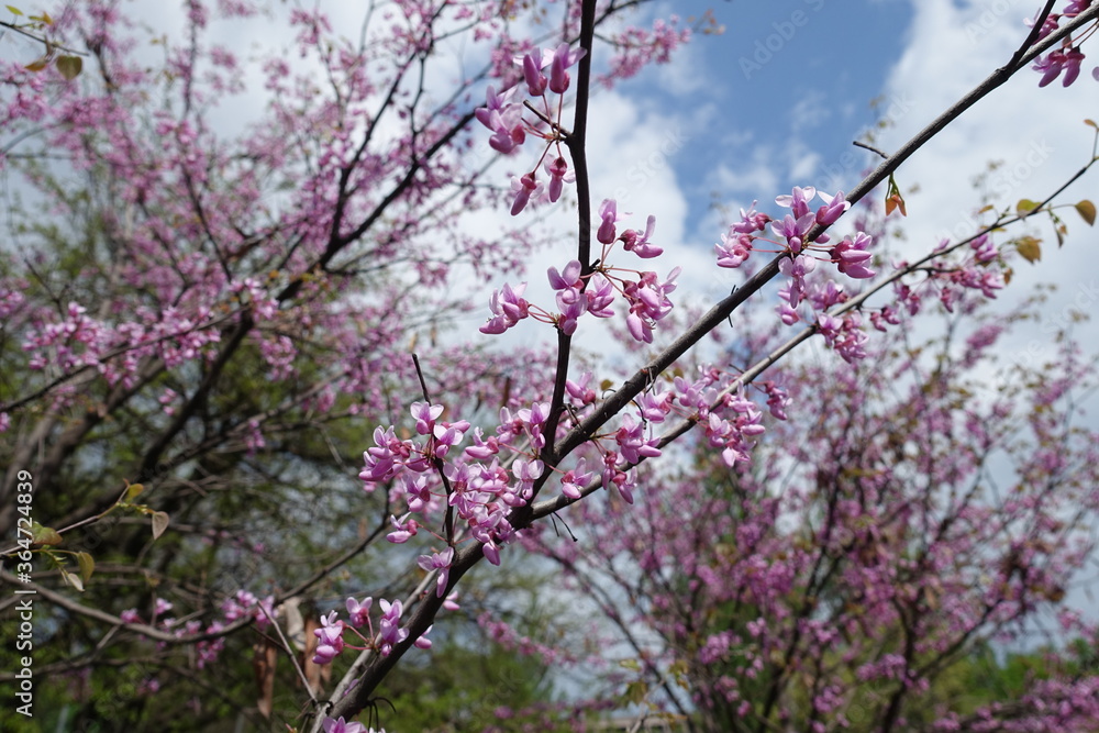 Thin branches of blossoming Cercis canadensis against the sky in May Thin branches of blossoming Cercis canadensis against the sky in May