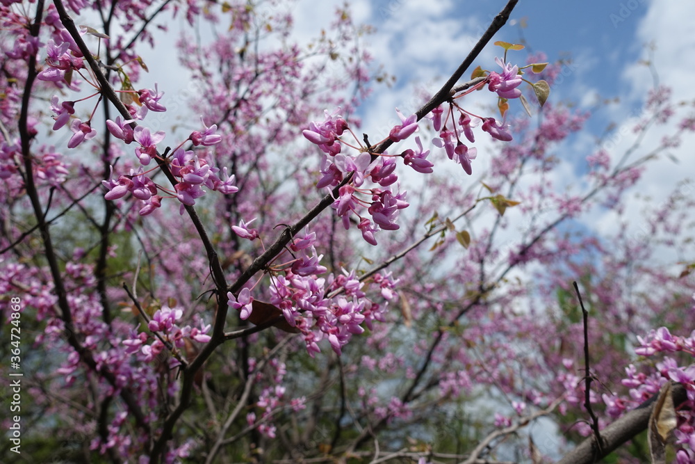 Twig of blossoming Cercis canadensis against the sky in May