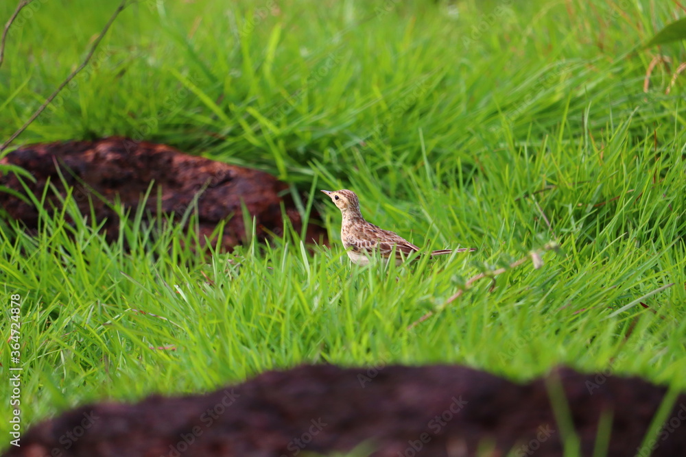 A small bird grazing on a green grass plate.its a beautiful pipit.The pipits are a cosmopolitan genus, Anthus, of small passerine birds with medium to long tails. Along with the wagtails and longclaws A small bird grazing on a green grass plate.its a beautiful pipit.The pipits are a cosmopolitan genus, Anthus, of small passerine birds with medium to long tails. Along with the wagtails and longclaws
