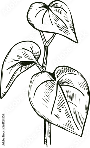Kava isolated vector illustration. Kava-kava pepper crop, green bitter leaves. awa or ava, yaqona sakau, seka and malok or malogu. . Herb with adverse effect, medical remedy plant handdrawn photo