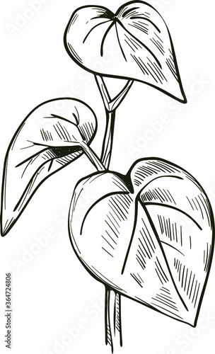 Kava isolated vector illustration. Kava-kava pepper crop, green bitter leaves. awa or ava, yaqona sakau, seka and malok or malogu. . Herb with adverse effect, medical remedy plant handdrawn