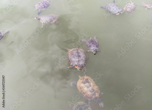 Many beautiful turtles swim in the lake, the river in anticipation of feeding, food. Photograph, top view. photo
