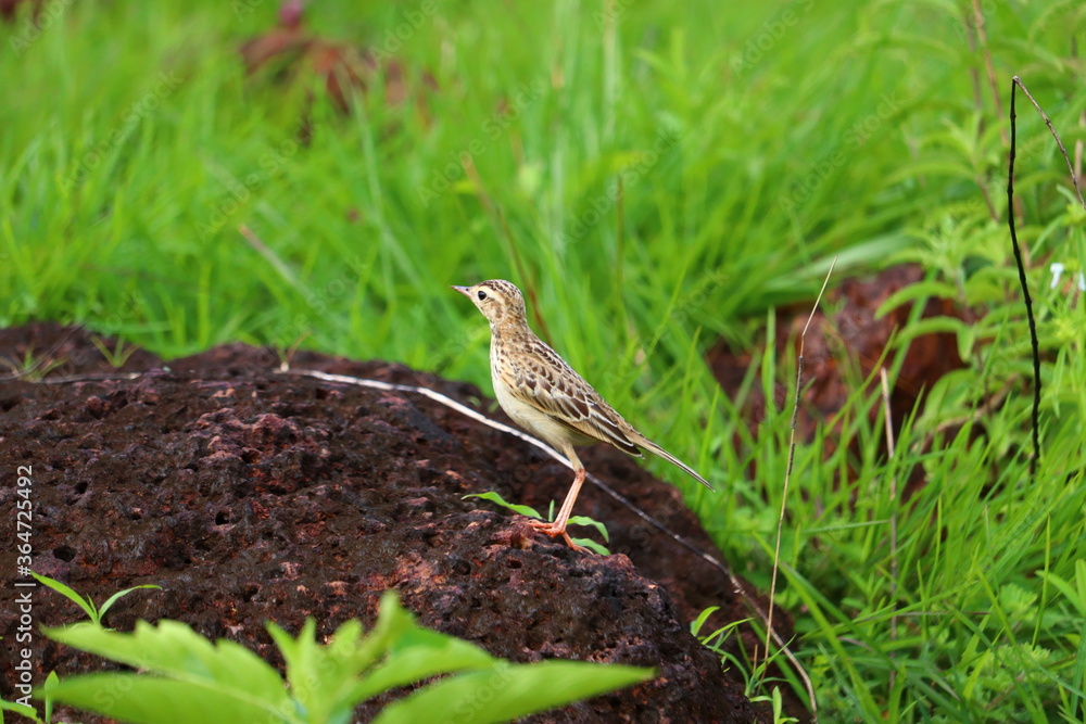 A small bird grazing on a green grass plate.its a beautiful pipit.The pipits are a cosmopolitan genus, Anthus, of small passerine birds with medium to long tails. Along with the wagtails and longclaws A small bird grazing on a green grass plate.its a beautiful pipit.The pipits are a cosmopolitan genus, Anthus, of small passerine birds with medium to long tails. Along with the wagtails and longclaws
