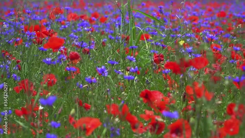 Fioritura di Castelluccio di Norcia