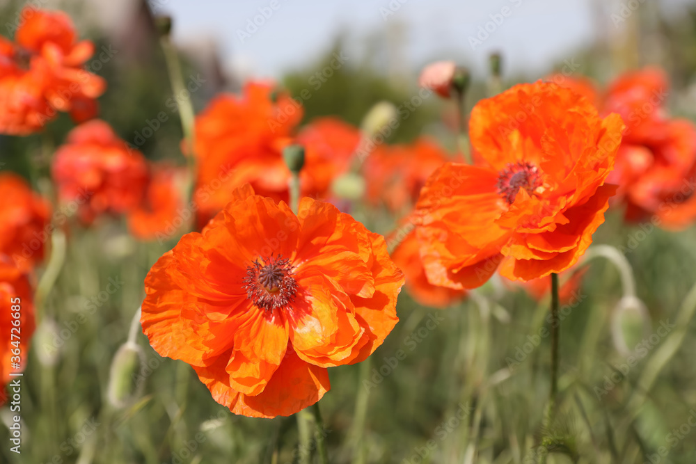 Blooming red poppy flowers outdoors on spring day, closeup Blooming red poppy flowers outdoors on spring day, closeup