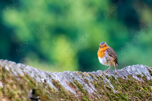 Fotografie, Obraz European Robin Erithacus rubecula Gazing Blurred Background O Seixo Mugardos Gal