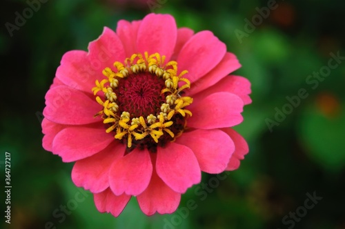 Closeup of a common zinnia under the sunlight in a garden with a blurry background