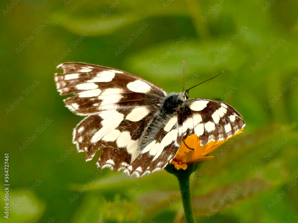 marbled white butterfly on a flower marbled white butterfly on a flower