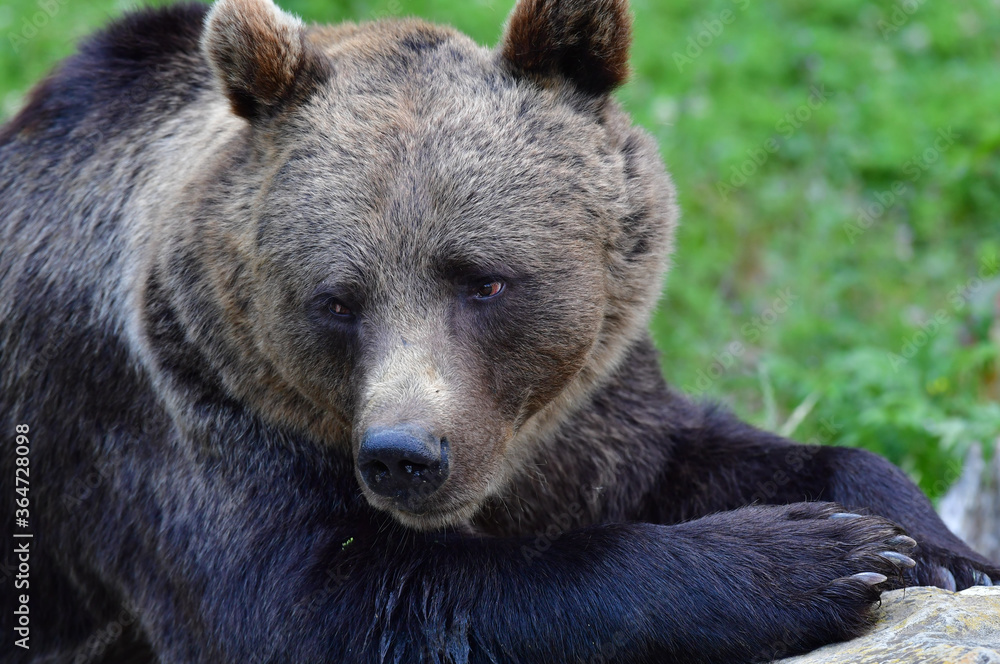 Braunbär