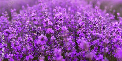 Blooming Lavender Field In Summer