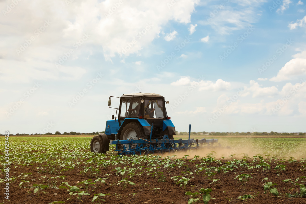 Modern tractor cultivating field of ripening sunflowers. Agricultural industry Modern tractor cultivating field of ripening sunflowers. Agricultural industry