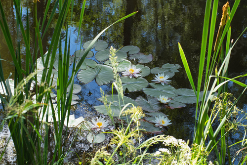 Fotografie blooming water-lily in the pond
