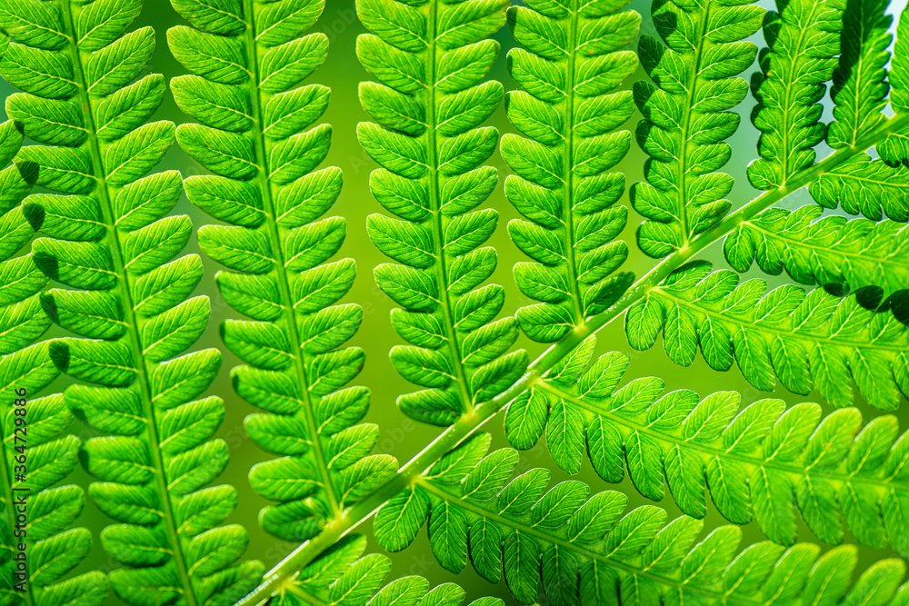 Green background for advertising wildlife. Eco concept. Green Leaf Fern. Symbol Wildlife Ecology. Green background for advertising wildlife. Green background for advertising wildlife. Eco concept. Green Leaf Fern. Symbol Wildlife Ecology. Green background for advertising wildlife.