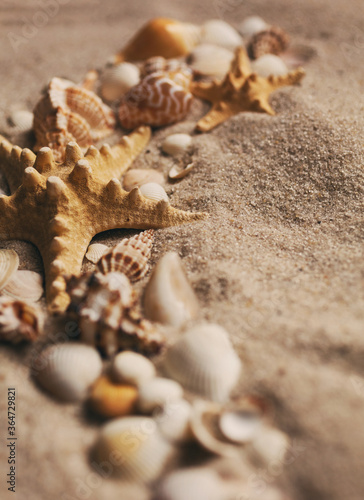 Sea shell and starfish on send close up. Macro photo.