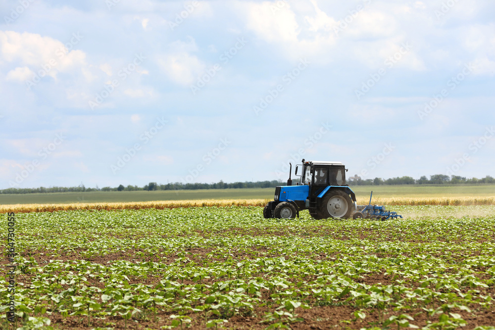 Modern tractor cultivating field of ripening sunflowers. Agricultural industry Modern tractor cultivating field of ripening sunflowers. Agricultural industry