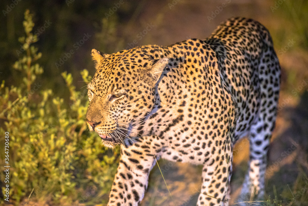 Fototapeta premium African Leopard at night
