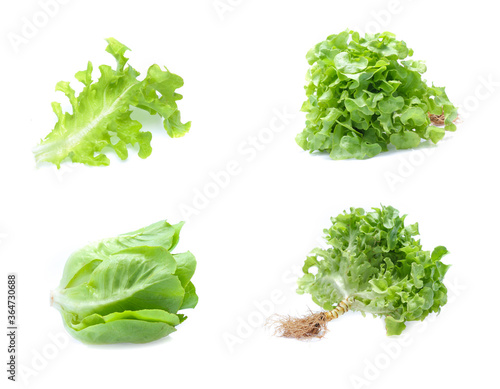 Green oak lettuce on white background (set mix collection)