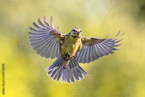 Bird in flight on bright green background © creativenature.nl