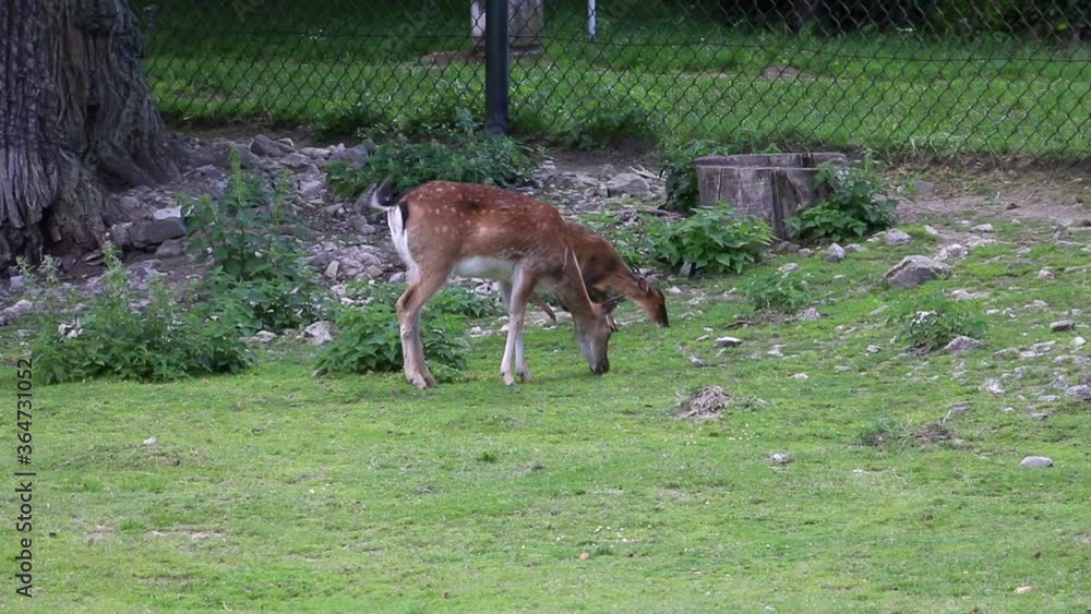 Brown Fallow Deer, Dama dama eating grass on meadow, grazing Brown Fallow Deer, Dama dama eating grass on meadow, grazing