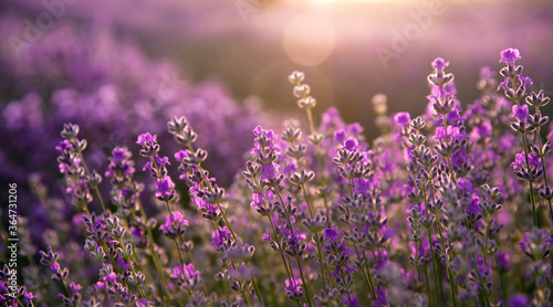 Blooming lavender field at summer during sunset