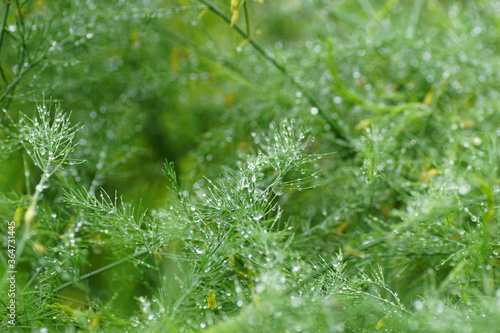 Anethum graveolens with water drops 