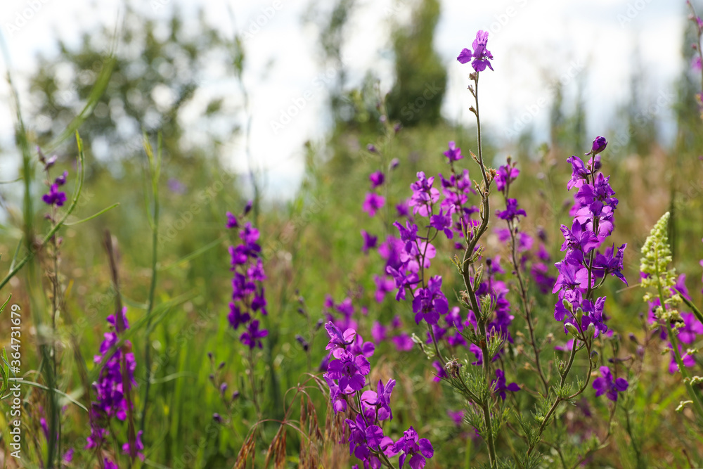 Fototapeta premium Closeup view of beautiful meadow with blooming purple flowers
