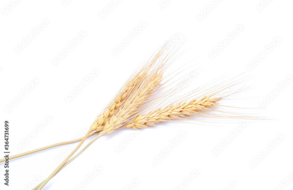 Ear of barley rice on white background Ear of barley rice on white background