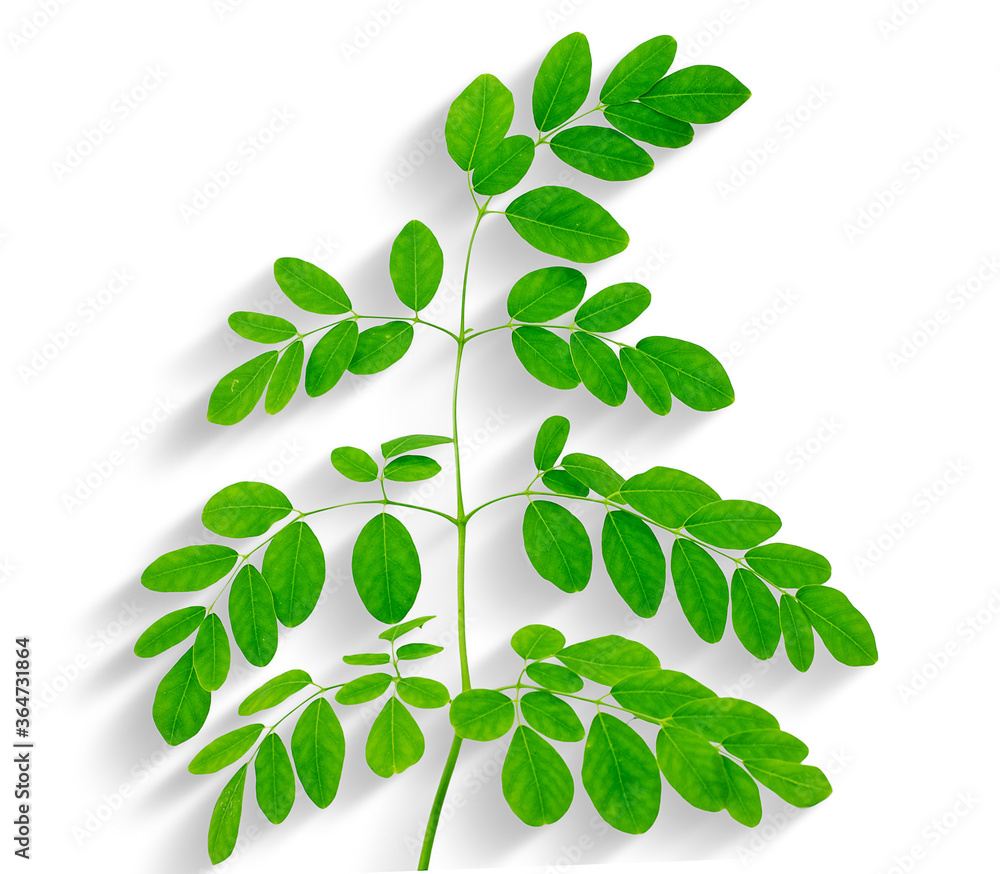 moringa leaves isolated on white background moringa leaves isolated on white background