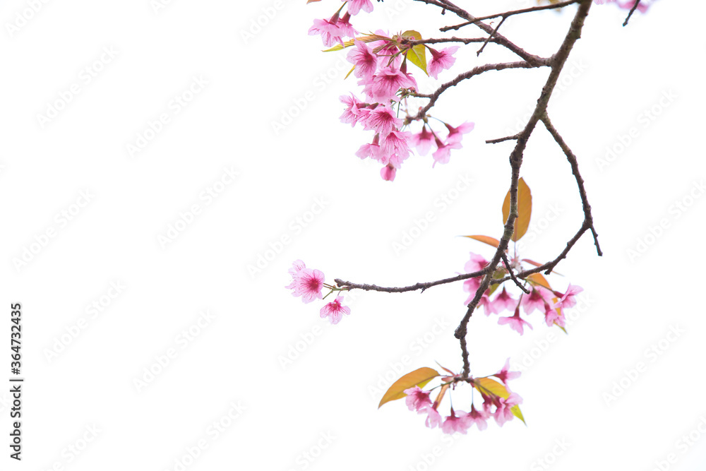 Beautiful cherry blossom or sakura in spring time over sky Beautiful cherry blossom or sakura in spring time over sky