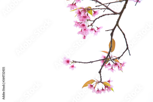 Beautiful cherry blossom or sakura in spring time over  sky © Poramet
