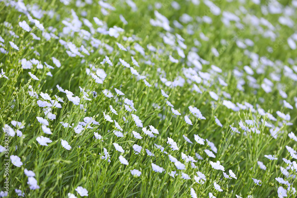 Fototapeta premium Beautiful view of blooming flax field on summer day