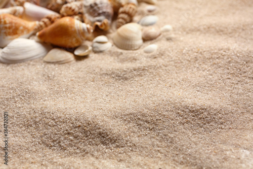 Sea shells of many types and sizes lie in the sand. Place for text.